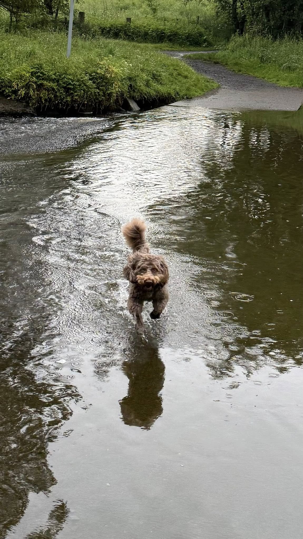 dog running through water